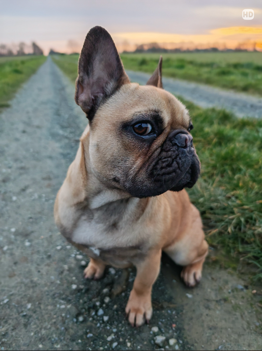 Pourquoi le Bouledogue français est bien plus qu’un simple chien : un zenfant, un compagnon, une légende