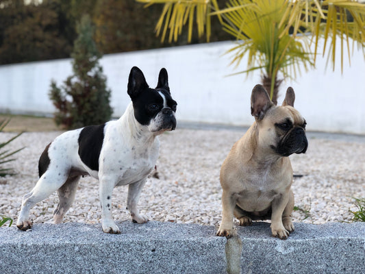 Le Bouledogue français, petit molosse devenu icône : entre élégance parisienne et défis contemporains