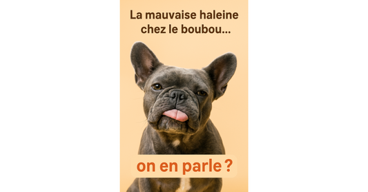Mauvaise haleine chez le bouledogue français : un symptôme à ne pas prendre à la légère