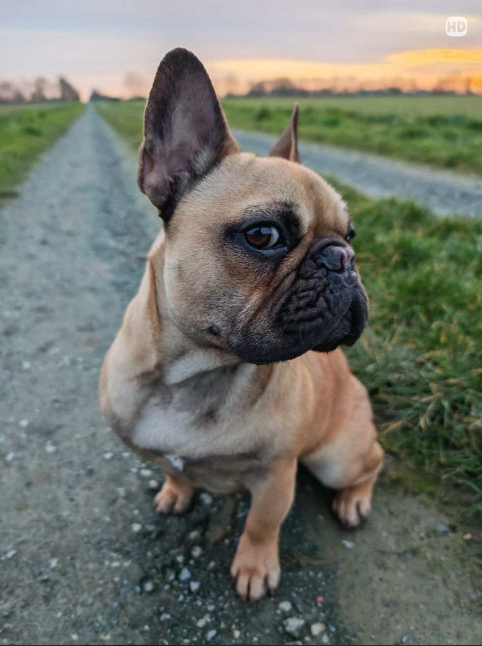 Pourquoi le Bouledogue français est bien plus qu’un simple chien : un zenfant, un compagnon, une légende