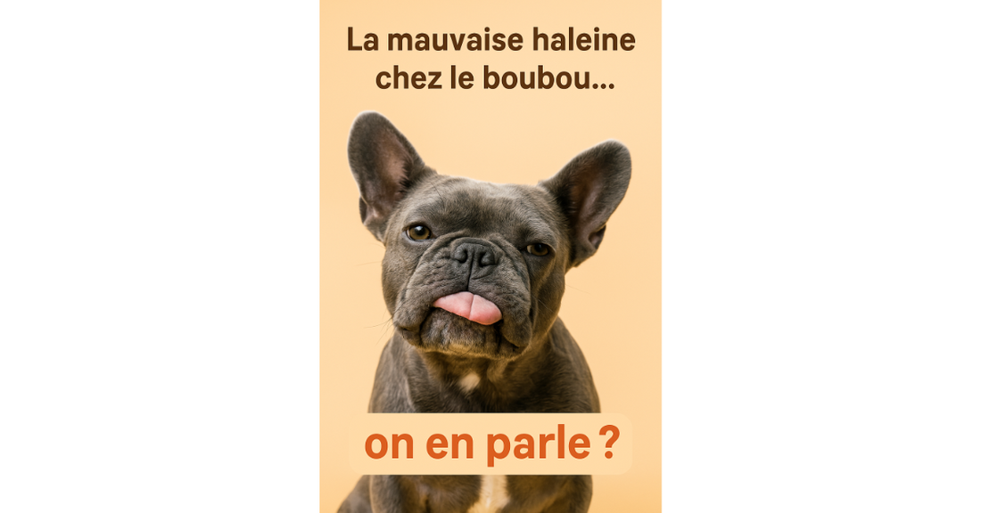 Mauvaise haleine chez le bouledogue français : un symptôme à ne pas prendre à la légère